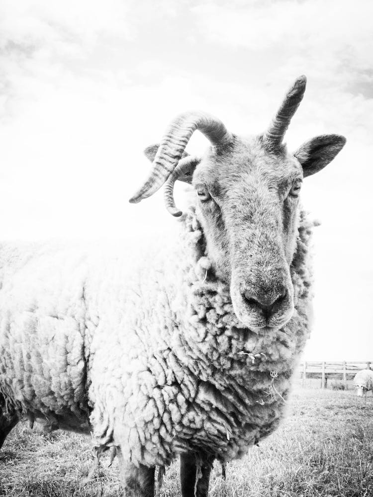 Mouton II