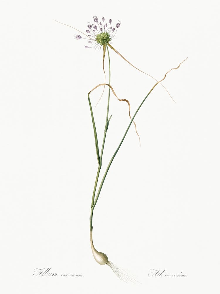 Keeled Garlic Illustration From Les Liliacées (1805), Pierre Joseph Redoute