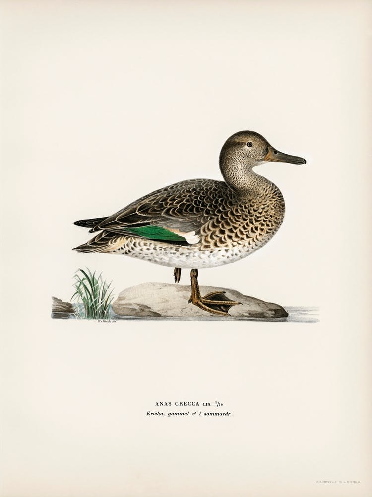 Teal (Anas Crecca), The Von Wright Brothers