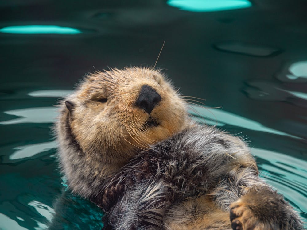 Portraits d'Animaux Mignons - Loutre de Mer