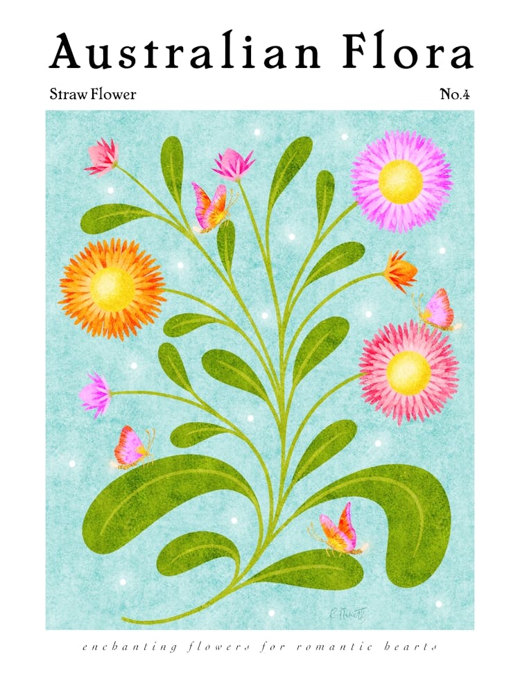 Australian Flora Straw Flower