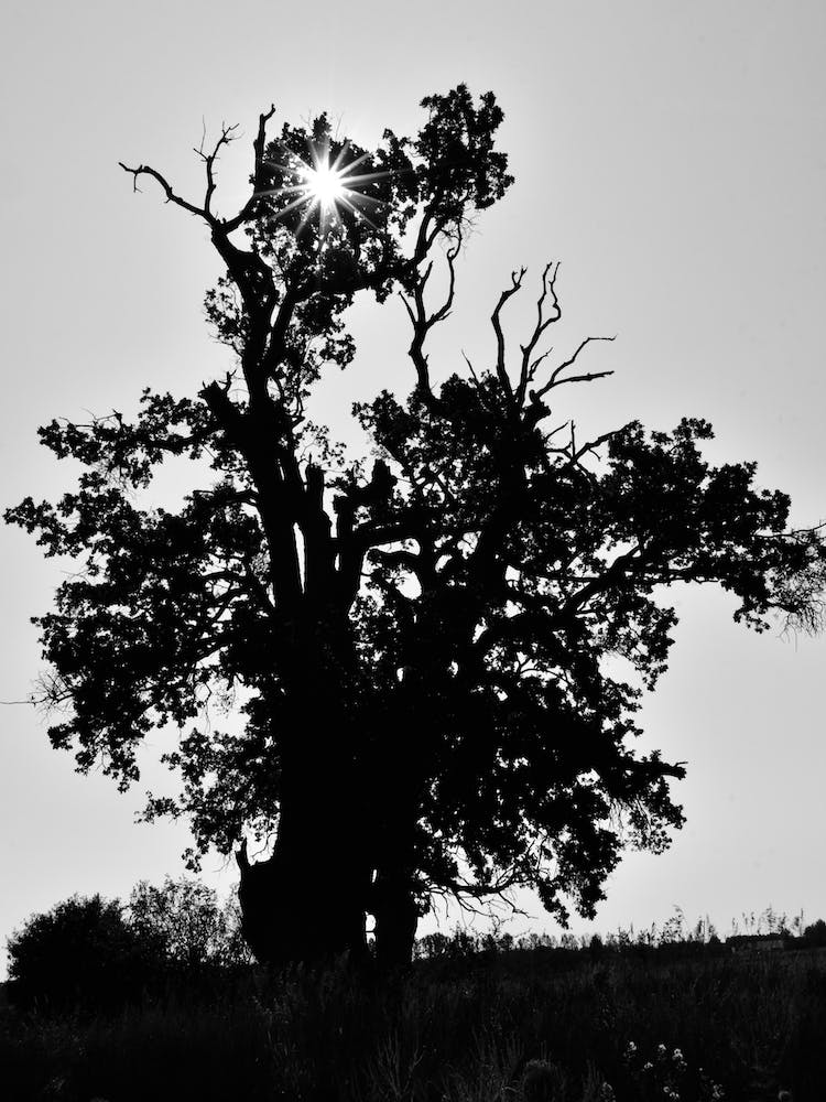 Oak Sun
