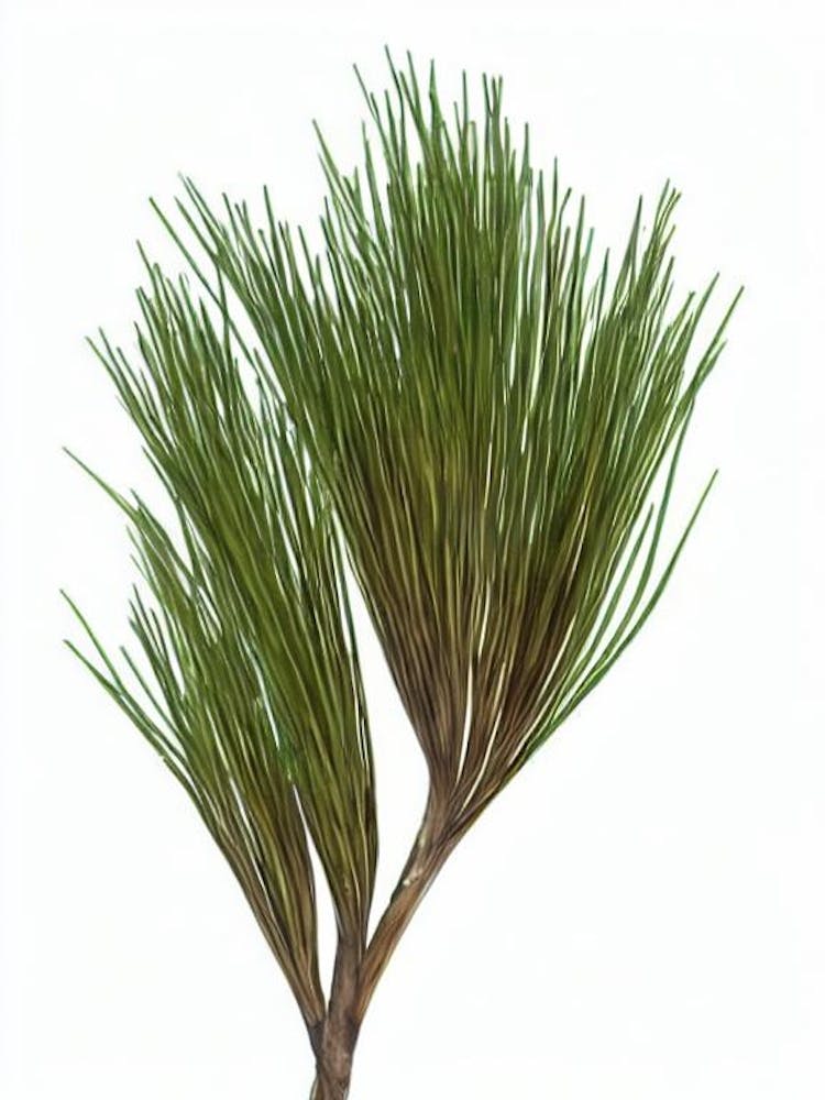 Juncus Corkscrew Rush (Juncus Effusus 'Spiralis') Watercolor