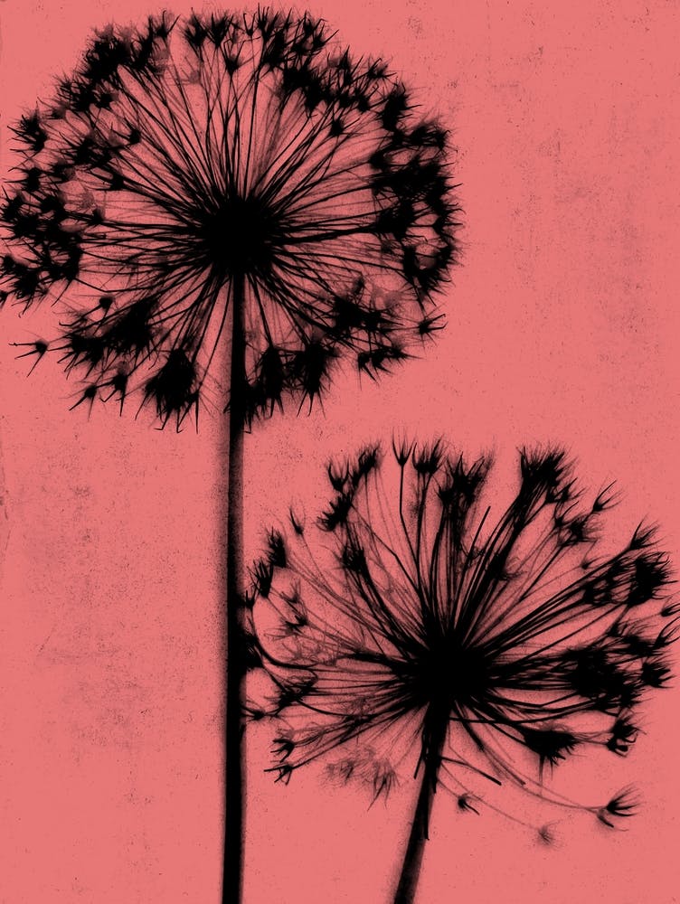 Korall-Schwarz Allium