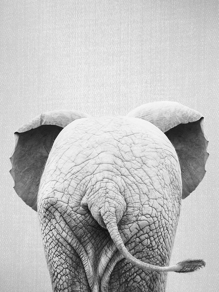 Baby Elephant Tail - Black & White
