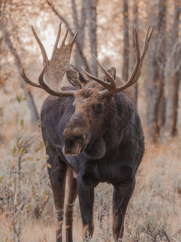 Moose In Forest