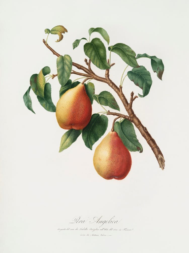 Wild European Pear (Pyrus Pyraster) From Pomona Italiana (1817 1839), Giorgio Gallesio
