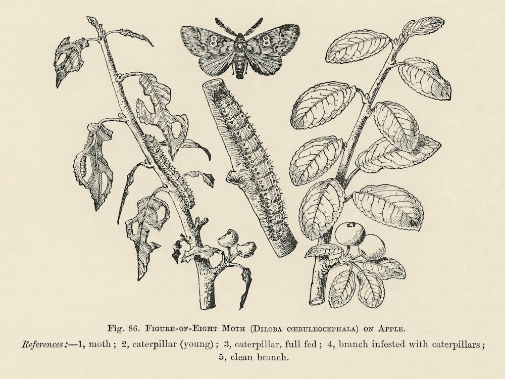 Vintage Illustration Of Moth, John Wright