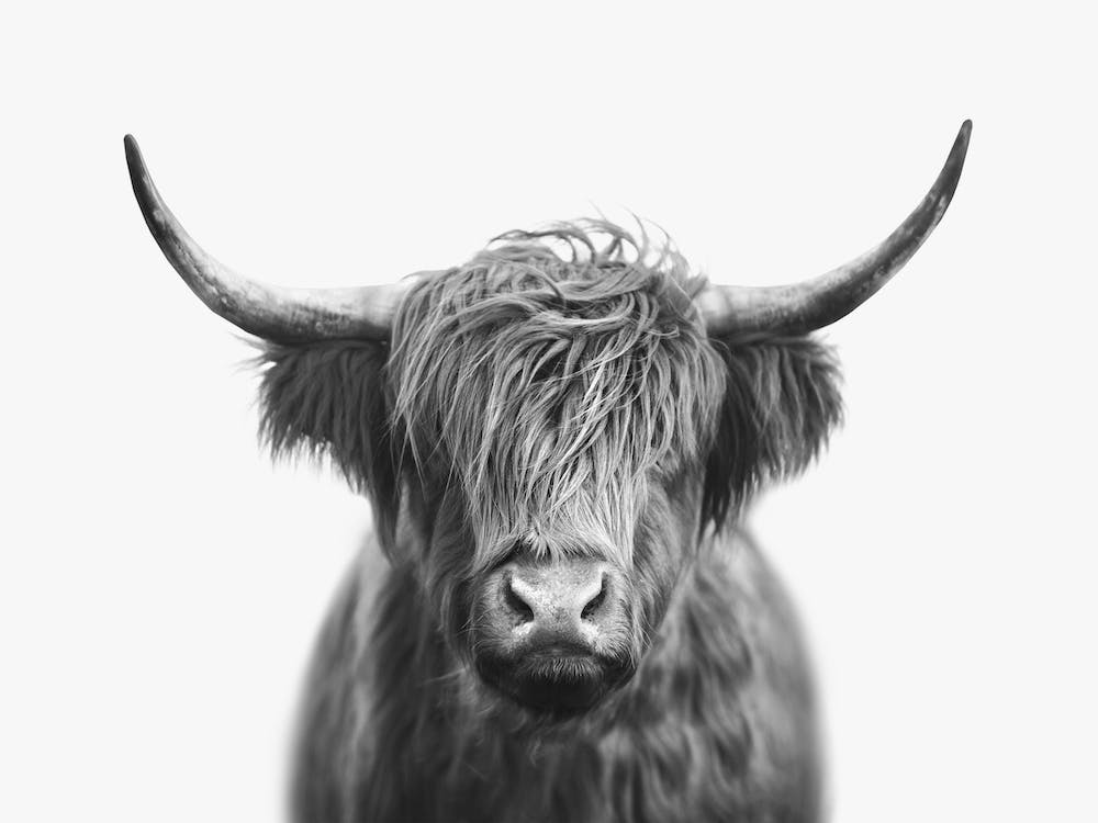 Highland Cow - Black & White