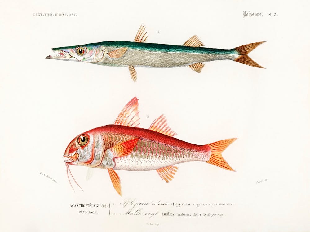 Different Types Of Fishes, Charles Dessalines D'Orbigny 9