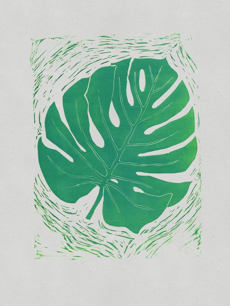 Monstera Acquamarina