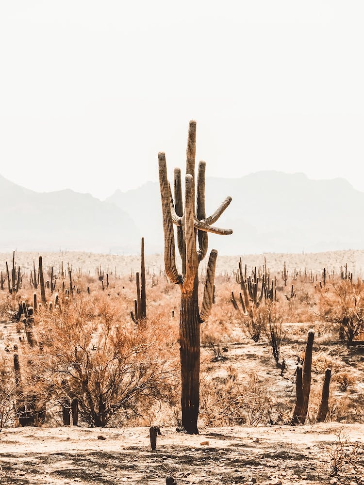 Cactus In Burnt Desert