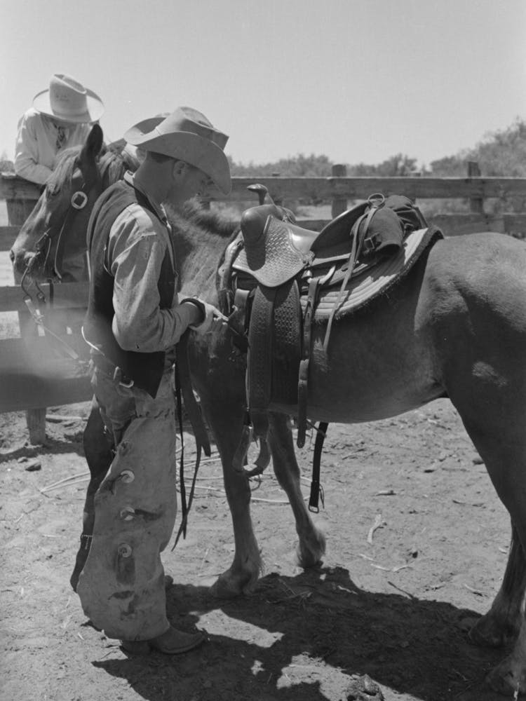 Tightening Cinch, Cattle Ranch Near Spur, Texas By Russell Lee