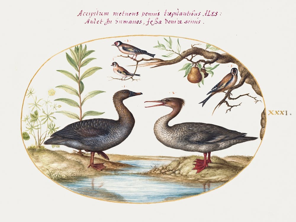 Duck, Merganser, And Three Goldfinches (1575–1580), Joris Hoefnagel