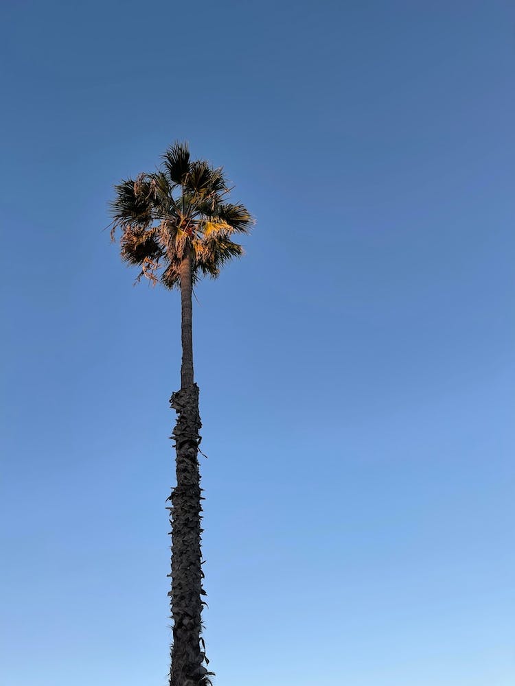 A Long Palm at 5:47am