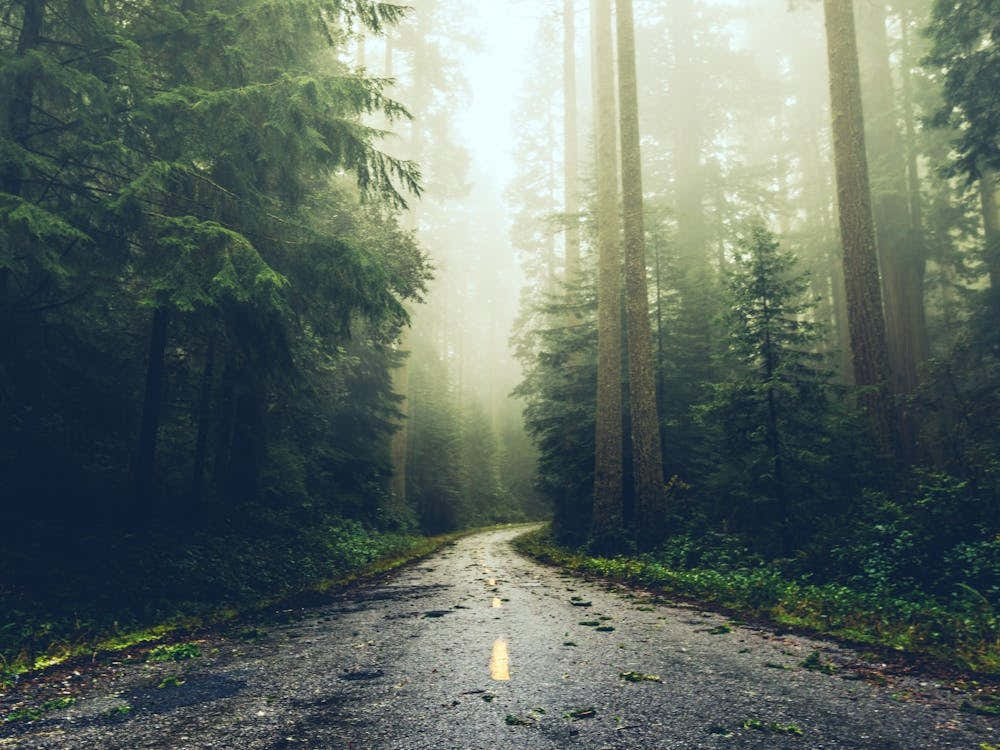 The Redwood Road - National Park Nature Photography