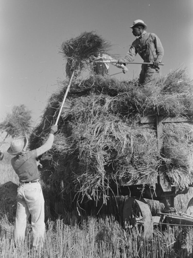 Pitching Bundles Of Rice From Rack To Wagon Note How Bundle Is Caught In Midair By Worker Atop Wagon