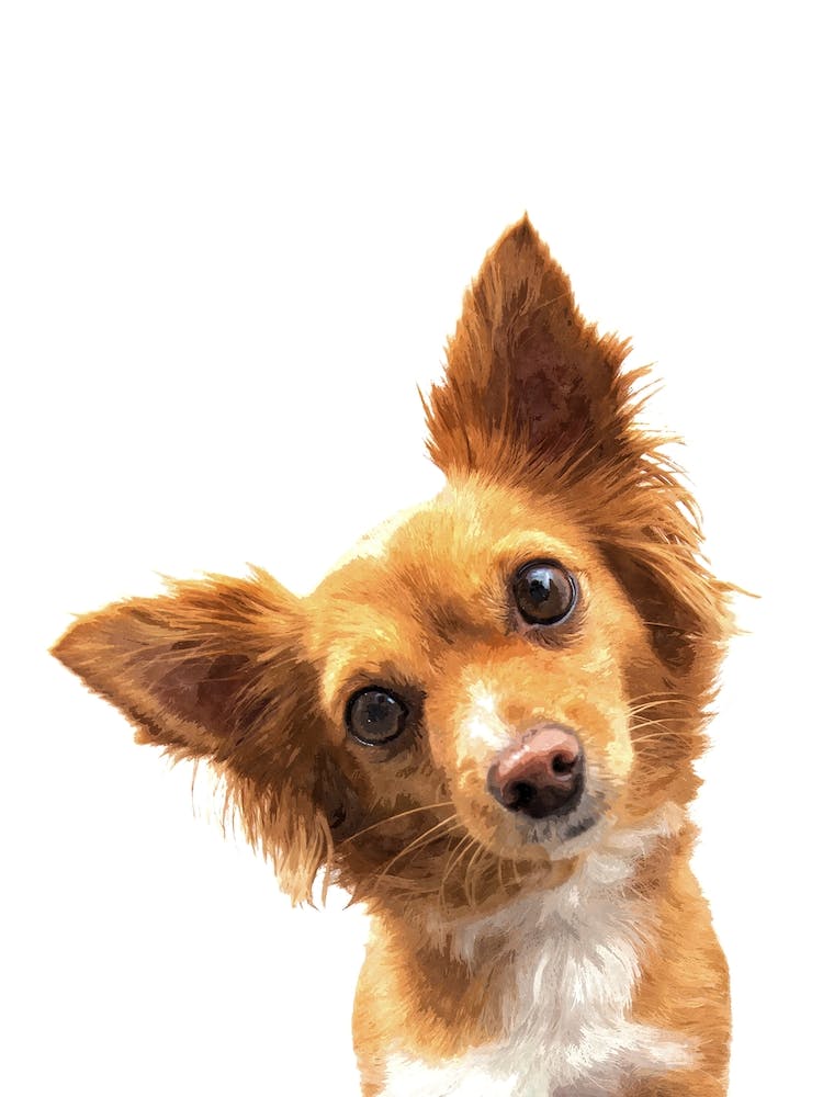 Cute Puppy Dog