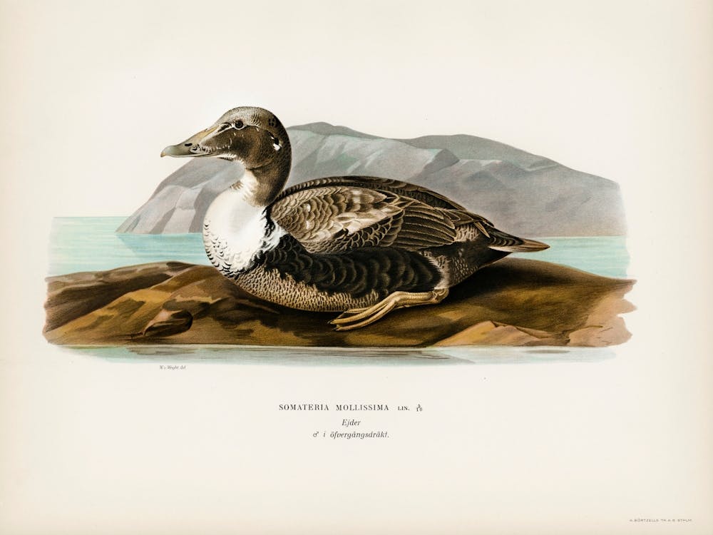 Eider (Somateria Mollissima), The Von Wright Brothers