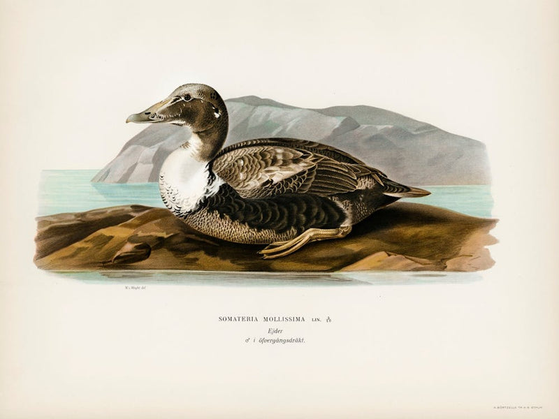 Eider (Somateria Mollissima), The Von Wright Brothers