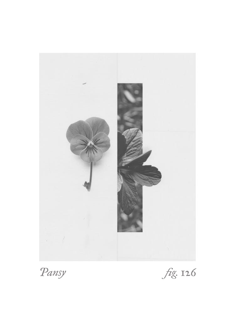 Pansy Botanical Collage 4
