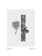 Pansy Botanical Collage 4