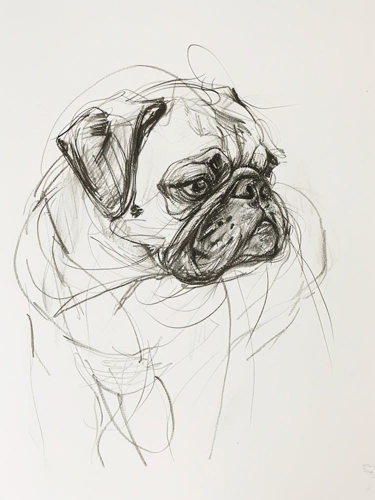 Pug Dog Charcoal Line 3
