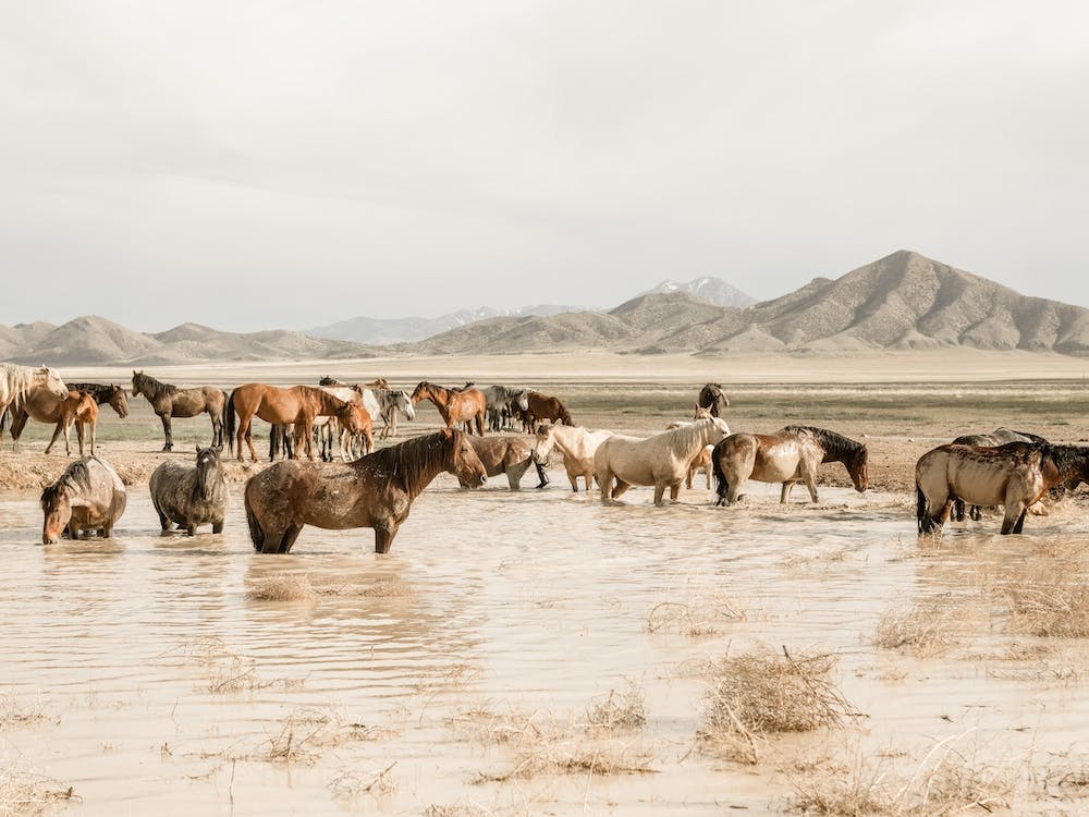 Wild Horse Scenery