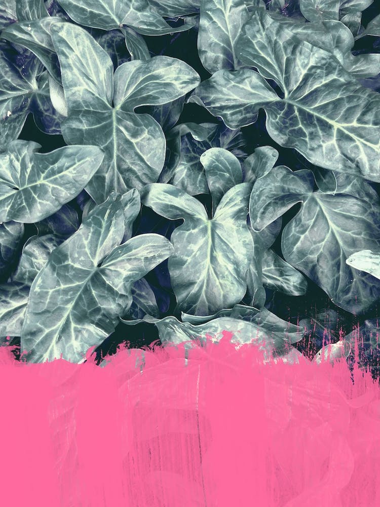 Pink Sorbet On Jungle