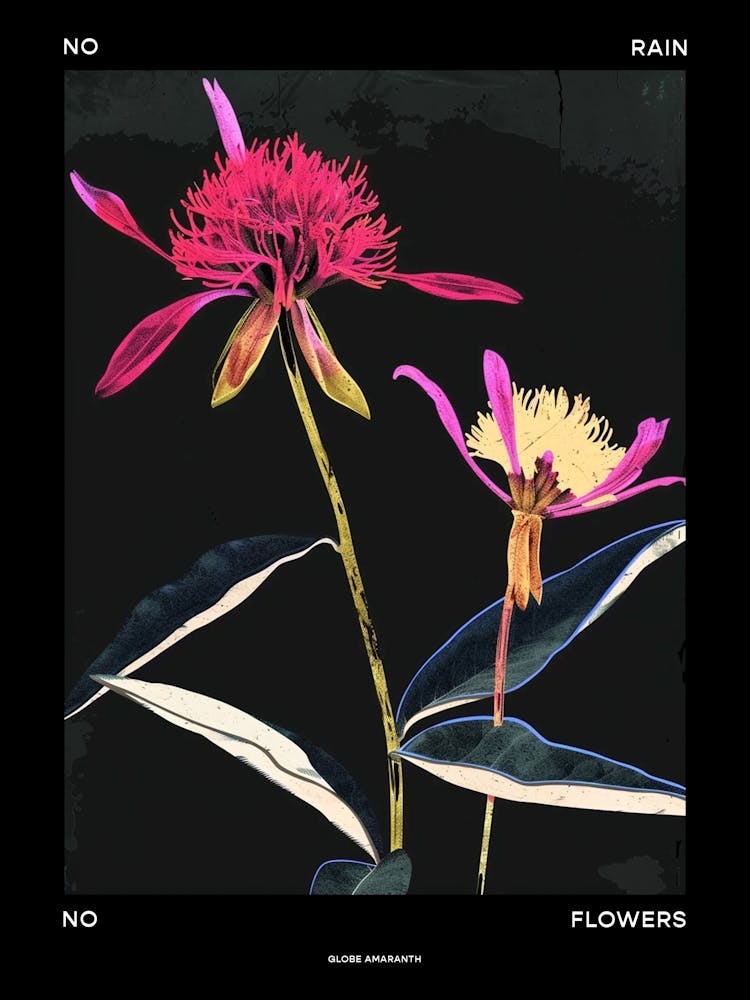 No Rain No Flowers Poster Globe Amaranth 1
