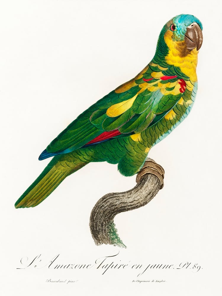 The Turquoise Fronted Amazon From Natural History Of Parrots, Francois Levaillant