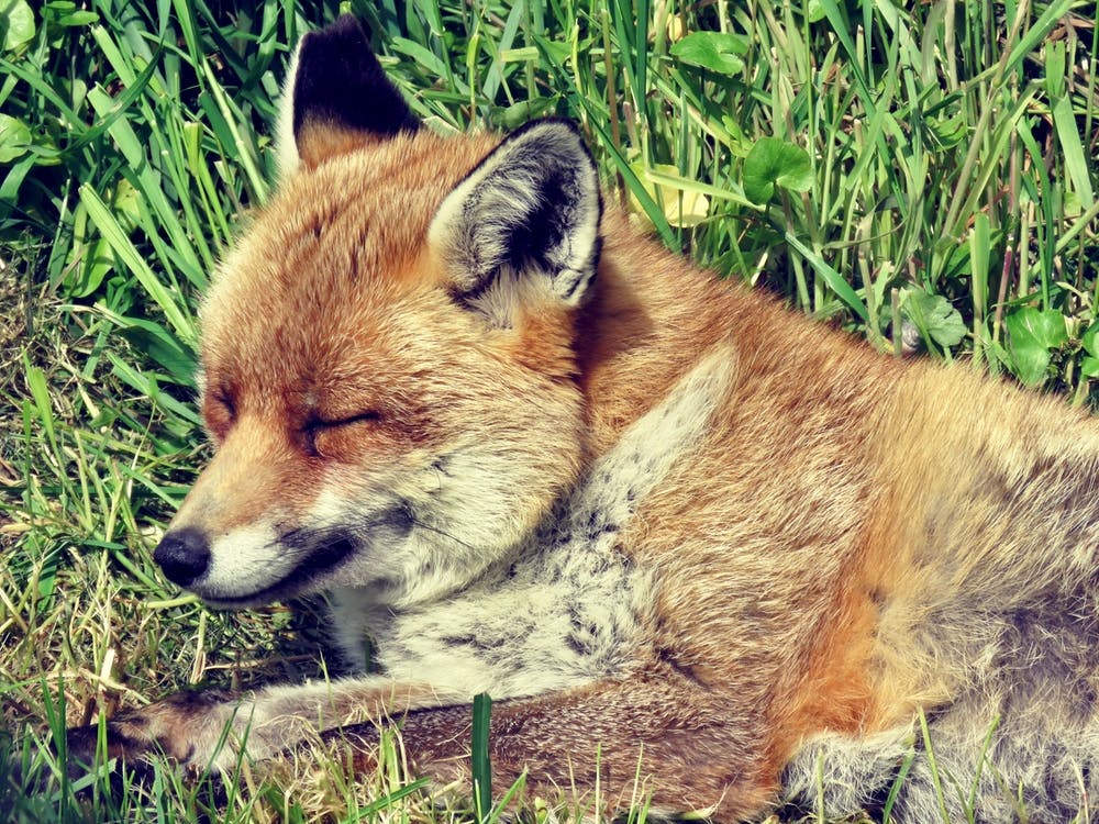 Red Fox Sleeping in the Grass Countryside