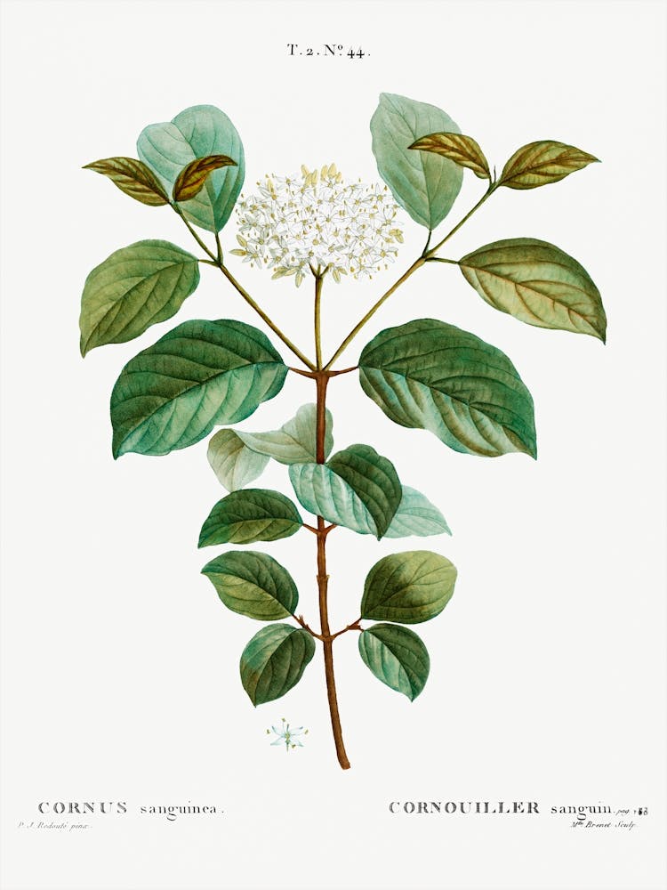 Common Dogwood, Pierre Joseph Redoute