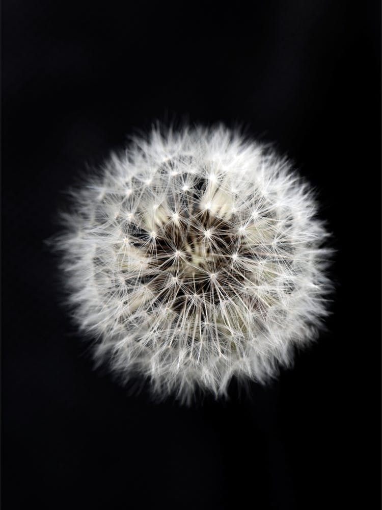 Black And White Dendelion