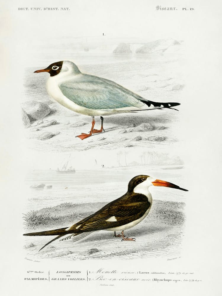 Different Types Of Birds, Charles Dessalines D'Orbigny 7