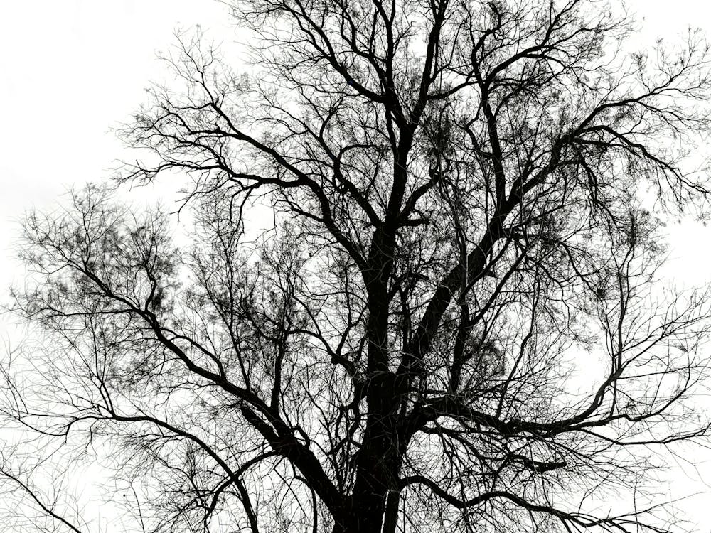 Silhouette Of Bare Tree Black And White 6