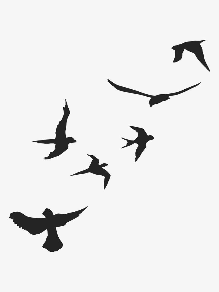 Sky Of Birds