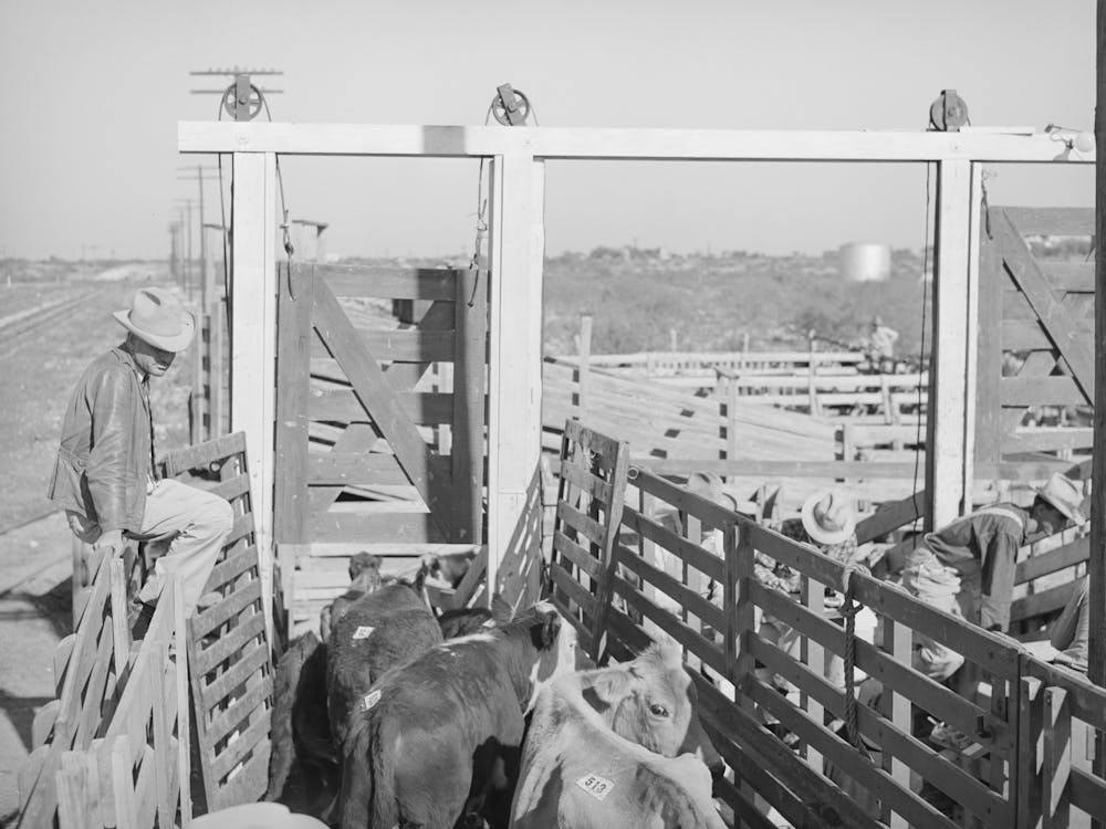 Cattle Being Unloaded From Truck At Auction, San Angelo, Texas By Russell Lee
