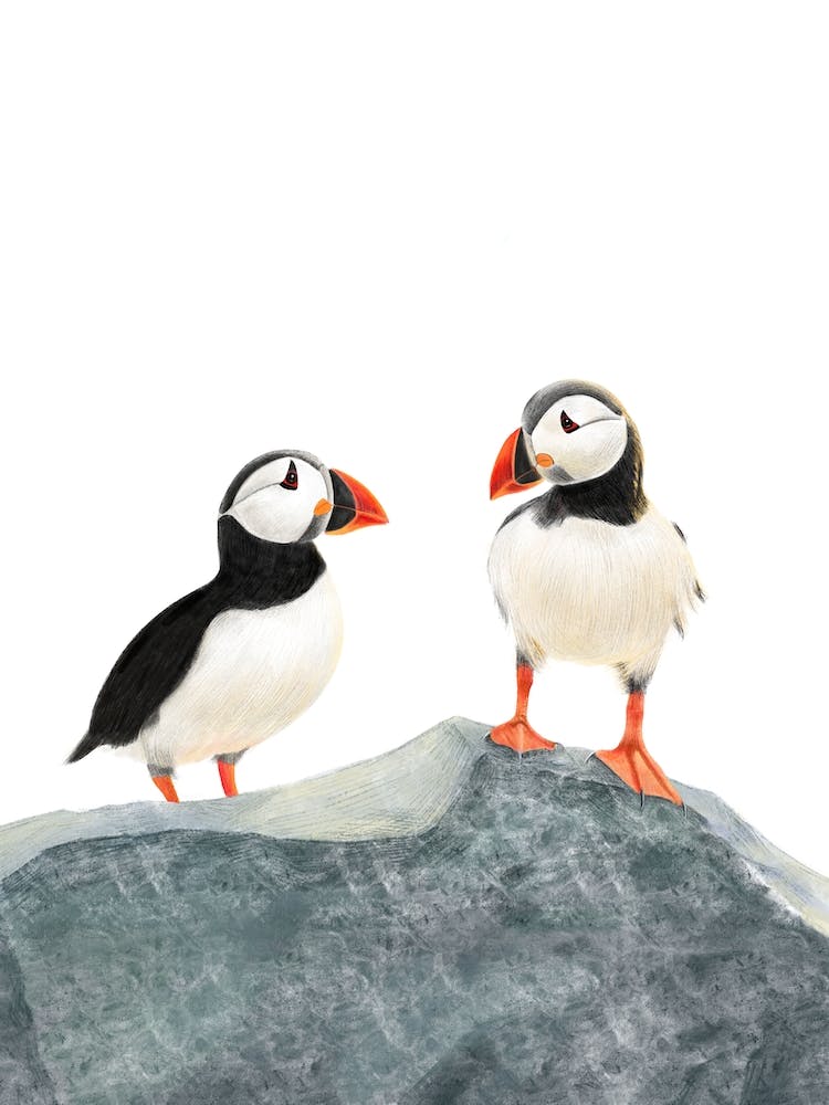 Coastal Birds Puffin 