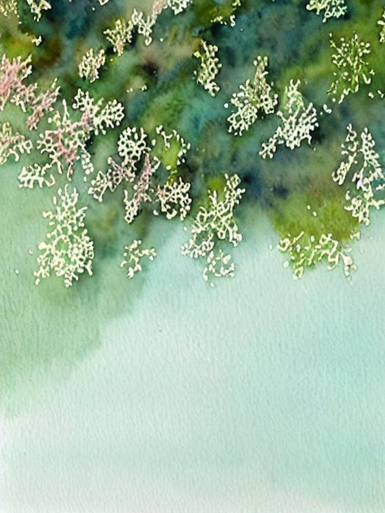 Acropora Granulosa Iii Storybook Watercolour