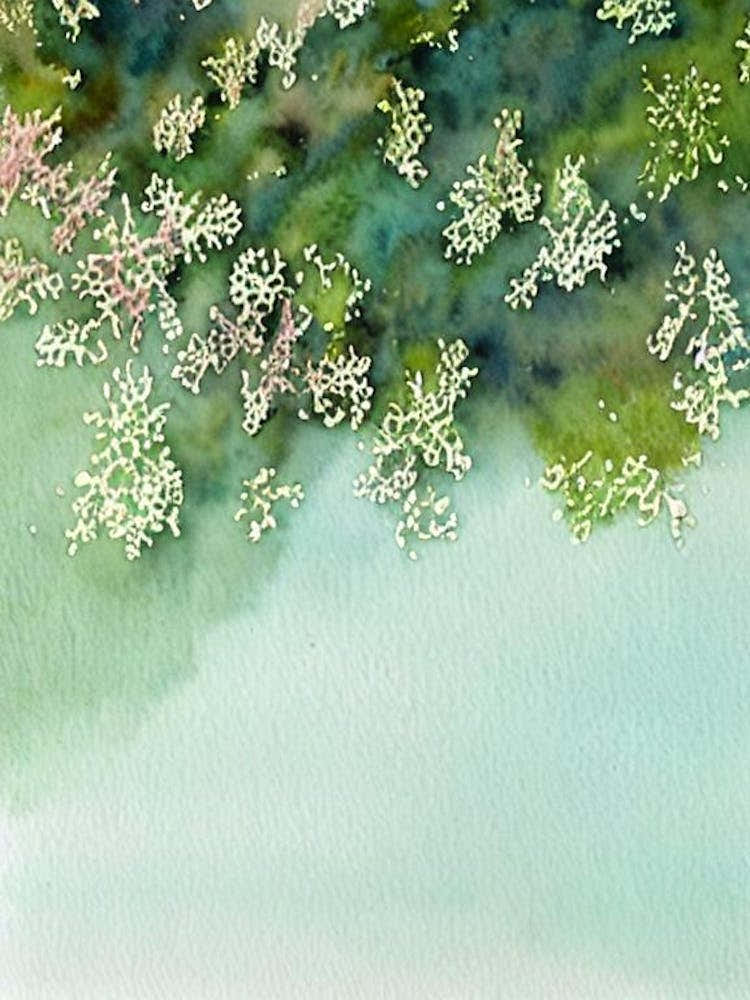 Acropora Granulosa Iii Storybook Watercolour