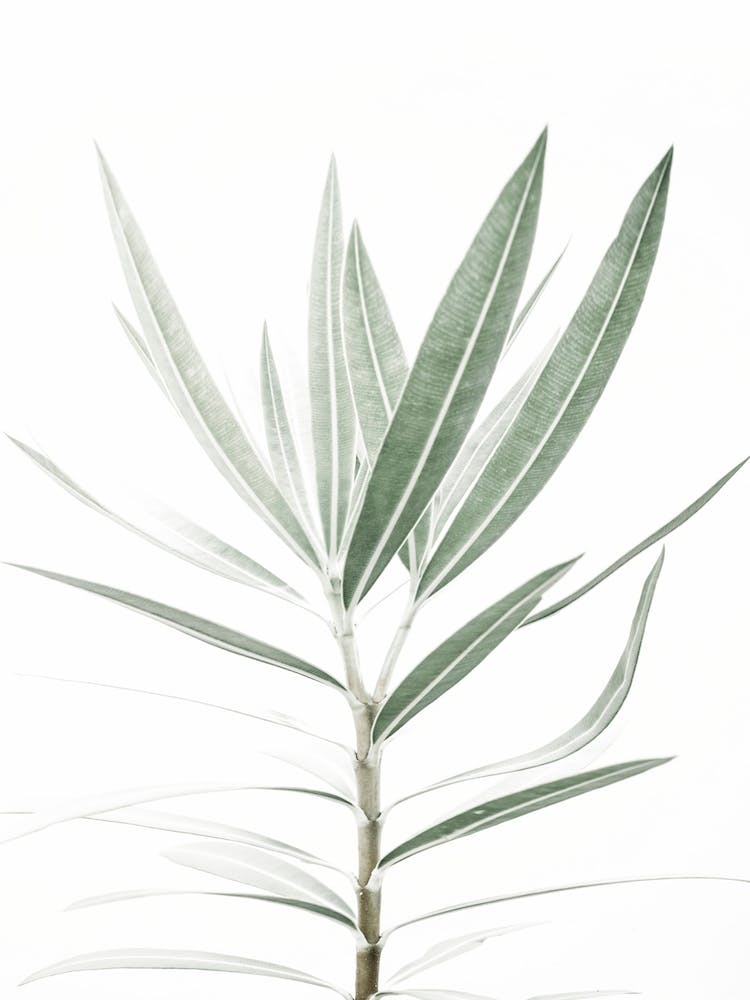 Fine Foliage