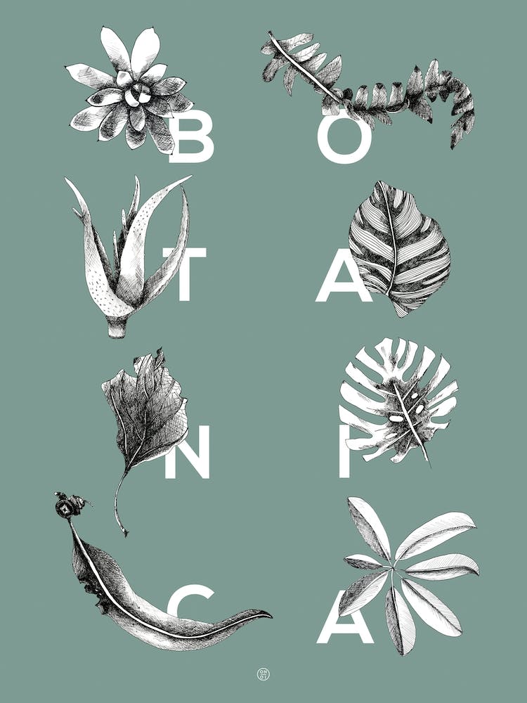Botanica Letters Seagreen