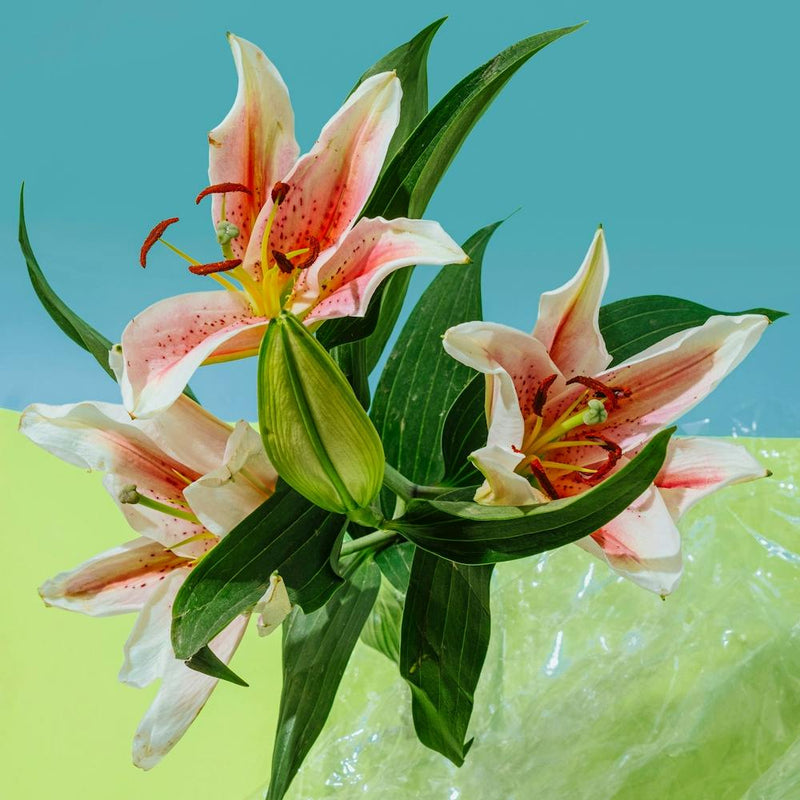 Lily Of The Sea