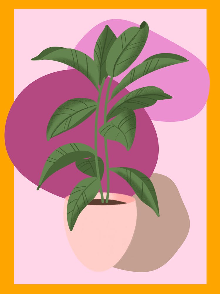 Pink Aesthetic House Plant