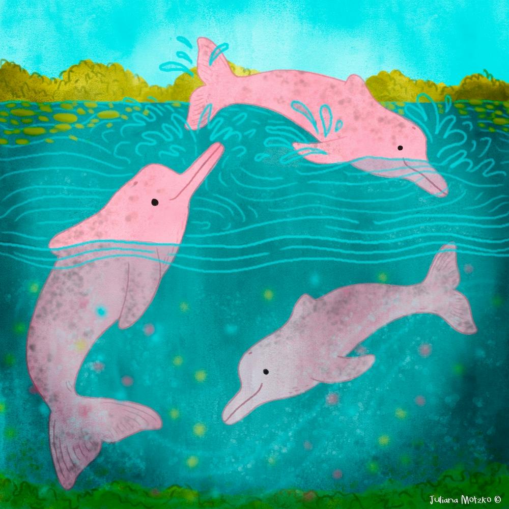 Pink Amazon River Dolphins Square