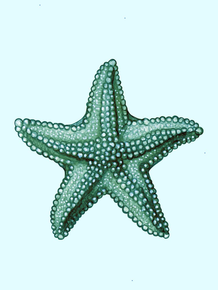Starfish 1