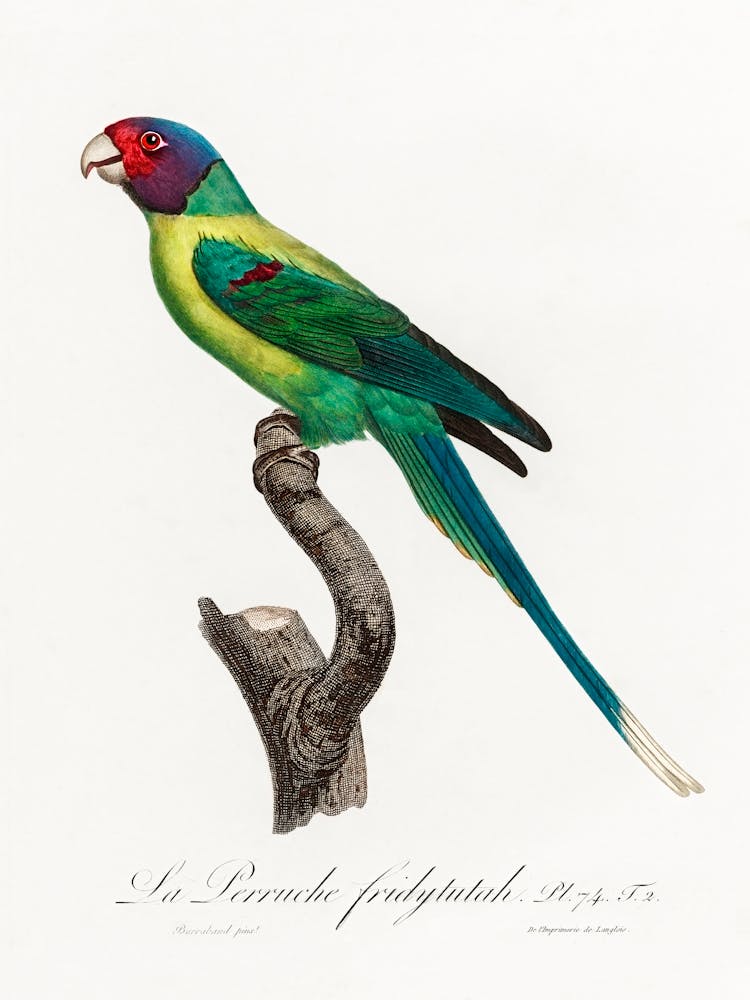 The Plum Headed Parakeet From Natural History Of Parrots, Francois Levaillant