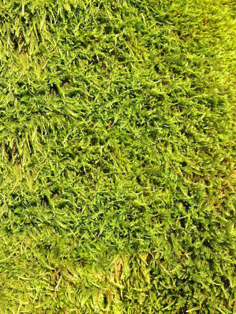 Moss in the Forrest