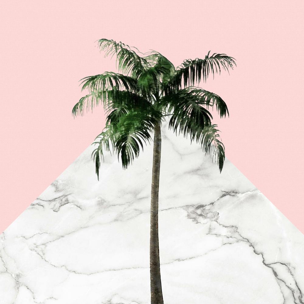 Palm Tree on Pink and Marble Wall